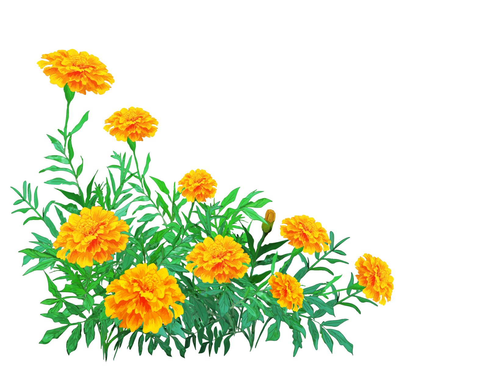オレンジ色の花イラスト左側